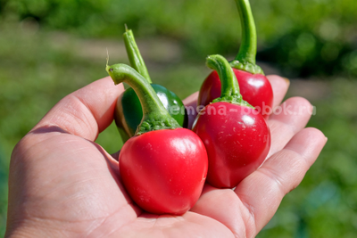 Перец острый Jalapeno Bomb F5, 10 шт