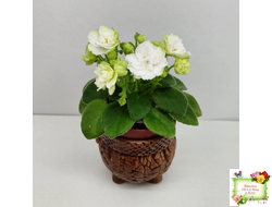 Irish Flirt mini (S.Sorano)