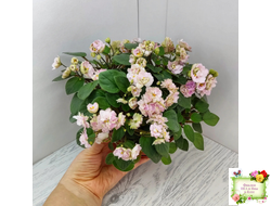 Pink Mint (S.Sorano) трейлер (пасынок срез)