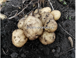 Картофель Гала