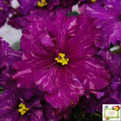 РМ-Финикийская Принцесса (Н. Скорнякова) 2023 г.