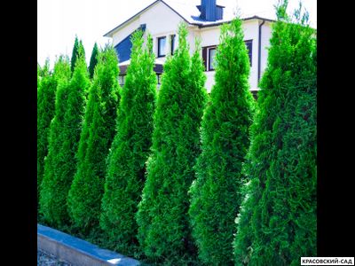 Туя Смарагд - Smaragd
