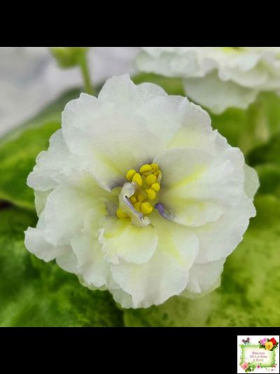 ЛЕ-Золото Нибелунгов Голд  (Е. Лебецкая) 2020 г. (лист укоренённый)