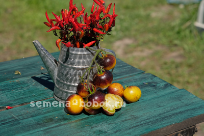 Томат Stripes of Yore (Страйпс оф Йор), 10 шт