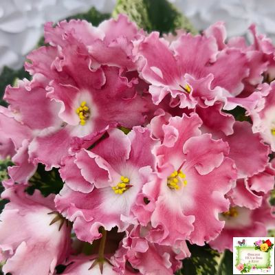 НД-Морковка (Н. Данилова-Суворова) 2021 г. (лист посажен 26.02.26)