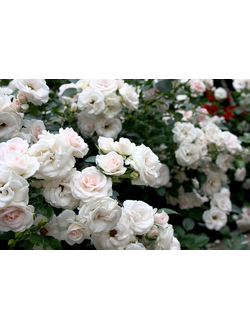 Аспирин Роуз (Aspirin Rose), роза  С2,10-20(корнесобственная)