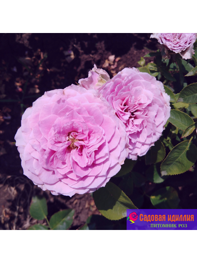 Лавендер айс (Lavender Ice)