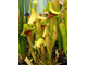 Sarracenia Catesbaei