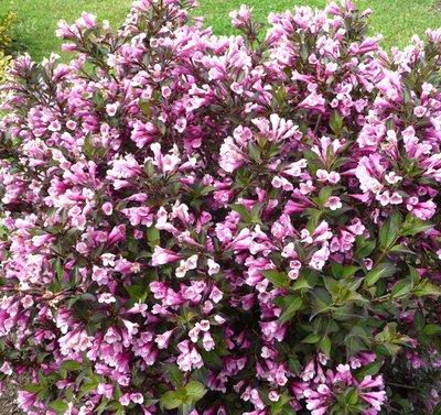 Вейгела Purpurea