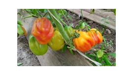 Калифорнийский тюльпан