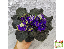 РС-Дремучий Лес (С. Репкина) 2019 г.