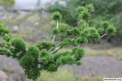 Лиственница европейская - Larix decidua