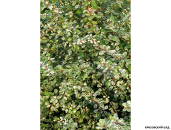 Барбарис Тунберга Kelleris - фото листвы - красовский-сад.рф