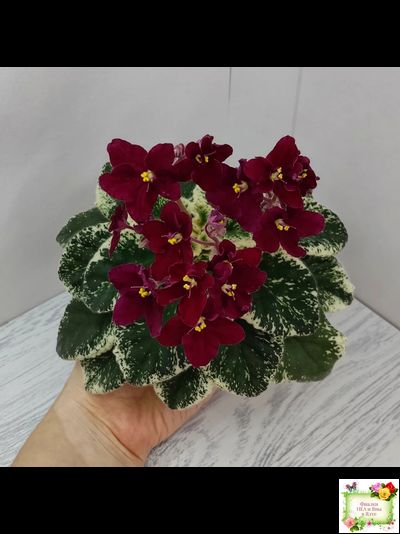 Mac's O'Scarlet O'Hara (G.McDonald)