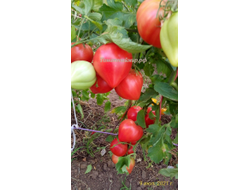 Томат Северная корона