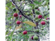 Кокум, Гарциния индийская (Garcinia indica) нерафинированное, баттер 30 г