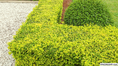 Бирючина Ауреа - Aurea