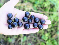 Смородина черная Геркулес, C10