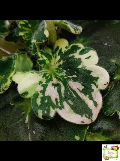 Nik-Звезды над Фиджи (Н. Булко) 2024 г.