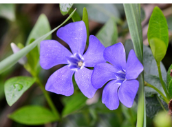 Toho 11/0 - 5г - 48L Непрозрачный барвинок