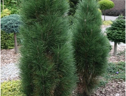 Сосна черная Green Tower, C3