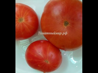 Томат Розовая магия (Болгария)