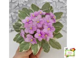 Rob's Lucky Ducky (R.Robinson) листовая химера (стартер сорт)