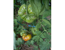 Томат Черный ананас, (Ananas Noire) США