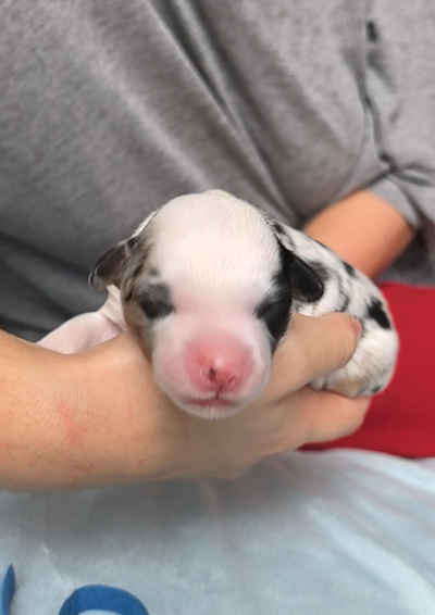 мальчик с СИНИМ ошейничком Д-2025, окрас голубой мрамор с подпалом и белым, возраст 3 дня