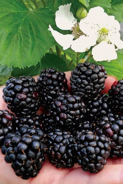 Ежевика  Рубен