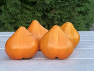 Чудо земли оранжевое (Earth wonder Orange)