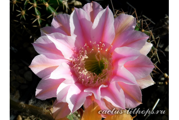 ECHINOPSIS hybrid `ZOLUSCHKA`