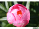 Paeonia Roselette