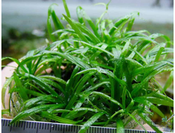 Лилеопсис бразильский