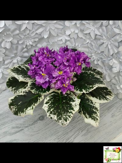 ВаТ-Шоколадное Настроение (Т. Валькова) 2019 г.