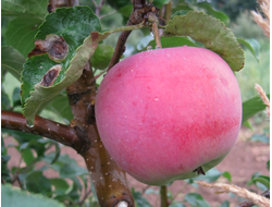 Красуля (яблоня)