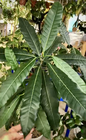 Ficus (T18) Mango leaf / фикус Нервоза