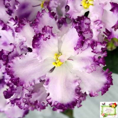 БР-Осирис (С. и Н. Буркацкие) 2022 г.