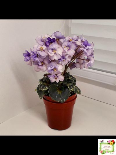 Heavenly Girl (Хевенли Гел), H.Pittman (пестролистный гёрл)