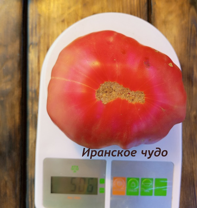 Томат Иранское чудо