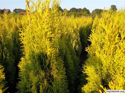 Туя Голд Смарагд - Gold Smaragd