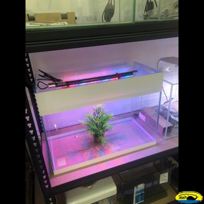 Аквариум 20л. с крышкой  40*31(h)*20 без ламп