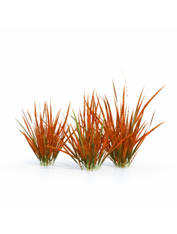 трава Императа цилиндрическая rubra 01 07