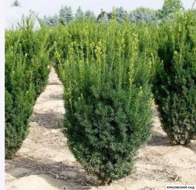 Тис средний Хилли - Hillii