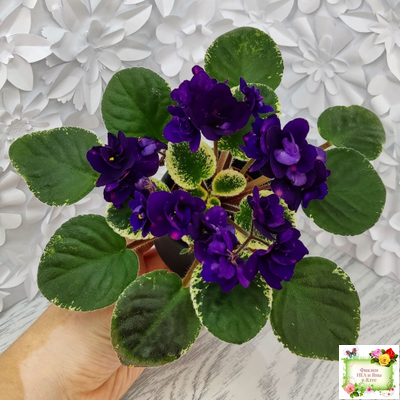 Mac's Smoldering Sapphire (G.McDonald)