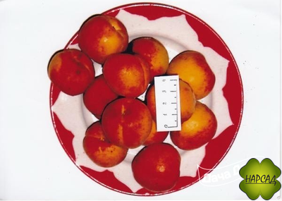 ПАМЯТИ САЛАМАТОВА (компактный и вкусный)