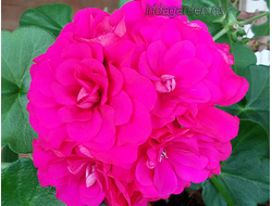 Пеларгония PAC Nealit 2