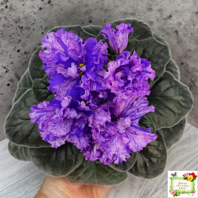 ВаТ-Инопланетянин (Т. Валькова) 2015 г. (стартер из цветоноса)