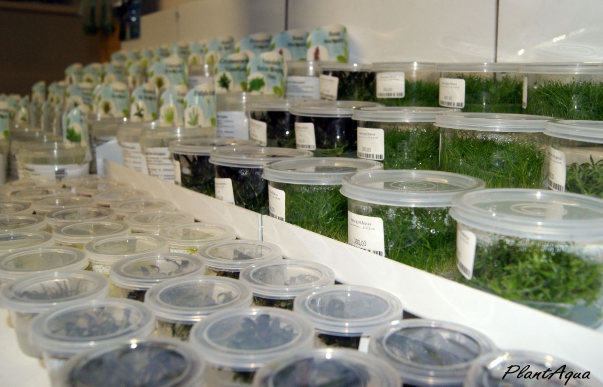 меристемные аквариумные растения. меристемные аквариумные. мох жемчужный (plagiomnium sf. лилеопсис каролинский. меристемные аквариумные растения.