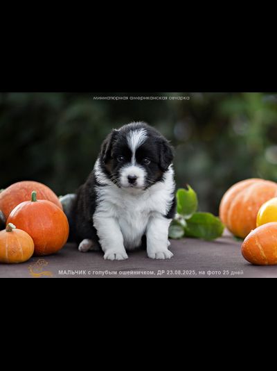 мальчик ГОЛУБОЙ ошейничек Д-2025, mas